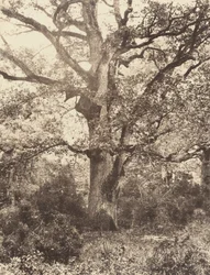 Près du Bodmer, 1860s