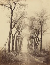 Route et arbres avec givre