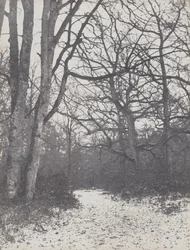 Route dans la forêt
