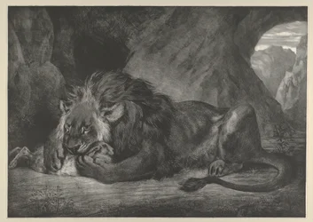 Lion des montagnes de l