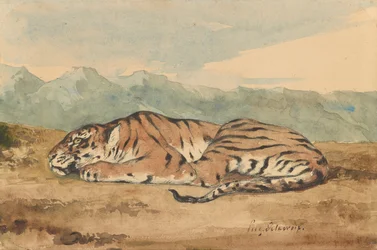 Tigre royal