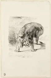 Lion debout