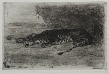 Tigre dormant à l