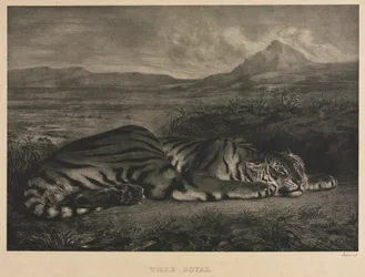 Tigre Royal