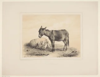 Âne au repos (Études d