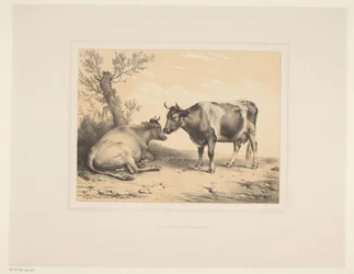 Deux vaches