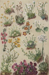 Flore alpine