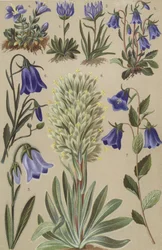 Flore alpine