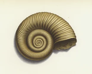 Ammonite (lithographie couleur)