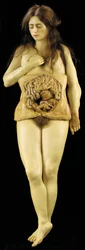 Modèle anatomique d