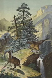 Animaux et plantes des Alpes (lithographie en couleur)