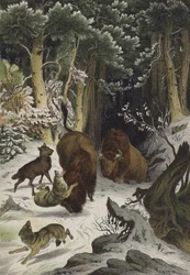 Animaux et plantes de la forêt de Bialowicz, Lituanie (lithographie en couleur)