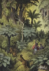 Animaux et plantes des forêts côtières d