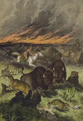 Animaux des prairies nord-américaines (lithographie en couleur)