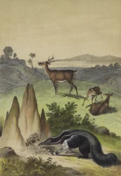 Animaux des pampas sud-américaines