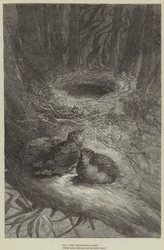 En quête aventureuse, ces oiseaux audacieux quittent leur nid (gravure)