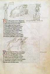 Bestiaire : le cheval