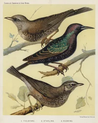 Grive, étourneau, mauvis