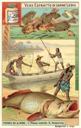 Poisson volant et arapaïma