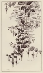 Fuschia Maginata