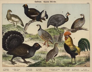 Gallinacés, Oiseaux de gibier