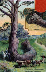 Grand pin sinueux et sa racine, à Bendestorf, près de Hanovre, Allemagne