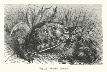 Tortue Maure