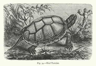 Tortue de boue