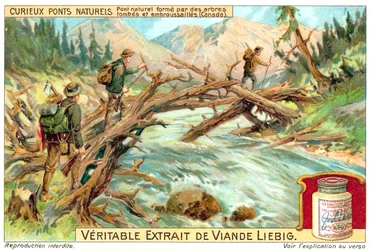 Pont naturel formé par des arbres tombés et envahis au Canada