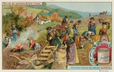Récolte de pommes de terre en Irlande