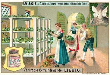 Production de soie dans le sud de la France (chromolithographie)