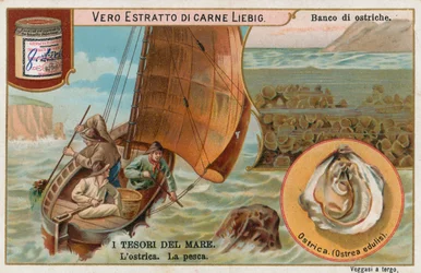 Trésors de la mer, carte Liebig, début du 20e siècle (chromo)