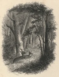 Un coin de la forêt de Fontainebleau
