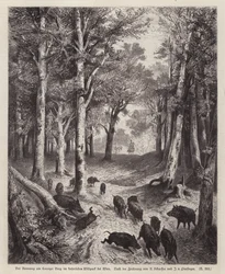 Sanglier sur le Lorenzer Berg dans le parc impérial à Vienne, Autriche