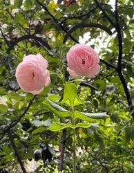 Visage de rose, 2025 (art numérique)