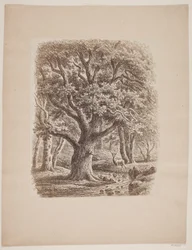 Paysage forestier avec un cours d