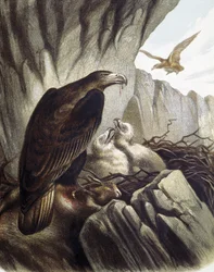 Aigles avec leurs petits. Gravure d