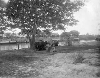 Bétail, Alipore, Inde, 1905-1906