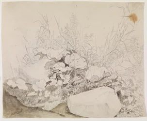Plantes et rochers. Étude de détail