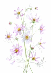 Cosmos rose éthéré