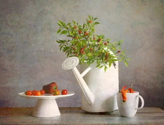 Récolte rustique de piments