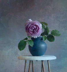 Rose violette sereine