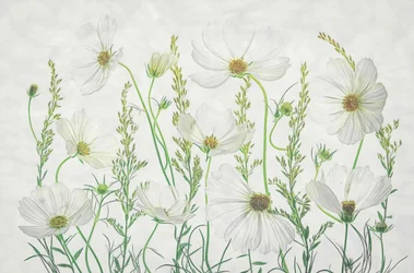 Prairie de cosmos blancs