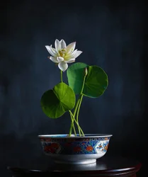Sérénité du lotus blanc