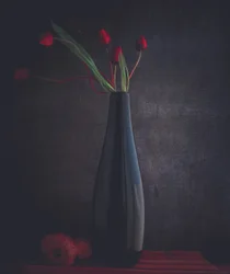 Élégantes tulipes rouges