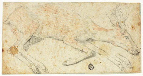 Cerf couché