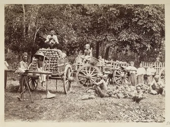 Chargement des ananas récoltés sur des chariots, Birmanie, Collection Elgin: 