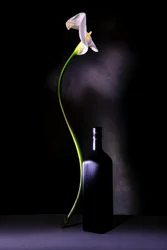 Nature morte élégante à la calla