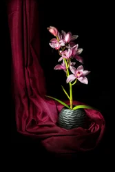Élégante orchidée rose