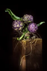 Élégants artichauts violets